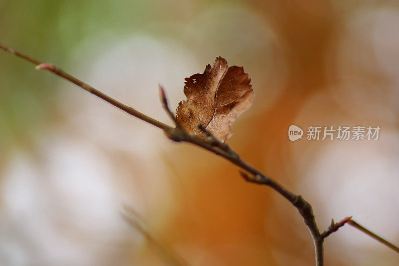 细枝末节褐色秋叶，阳光散景淡