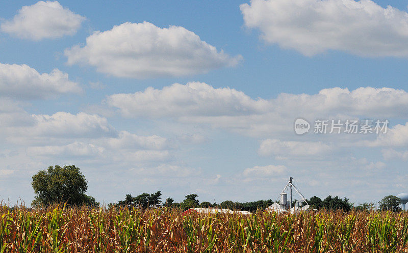 印第安纳玉米田和谷仓农场在夏末