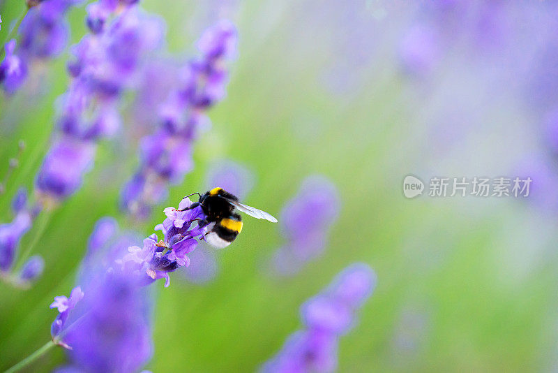毛茸茸的大黄蜂从薰衣草花中采集花蜜，背景。