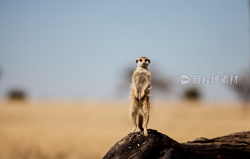 在南非喀拉哈里沙漠，猫鼬正在观察危险