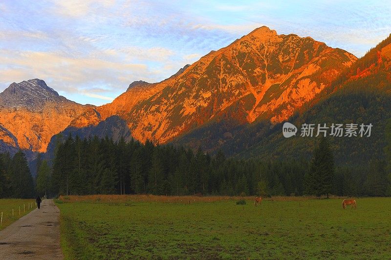 在德国的卡文德尔山脉和巴伐利亚阿尔卑斯山附近的高山景观的土质乡村道路和哈弗林格马-种马-雄伟的高山景观在金色的秋天，戏剧性的蒂罗尔山全景和田园式的蒂罗尔草地，奥地利