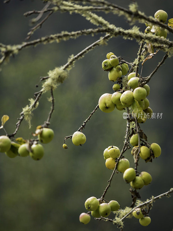 苹果树