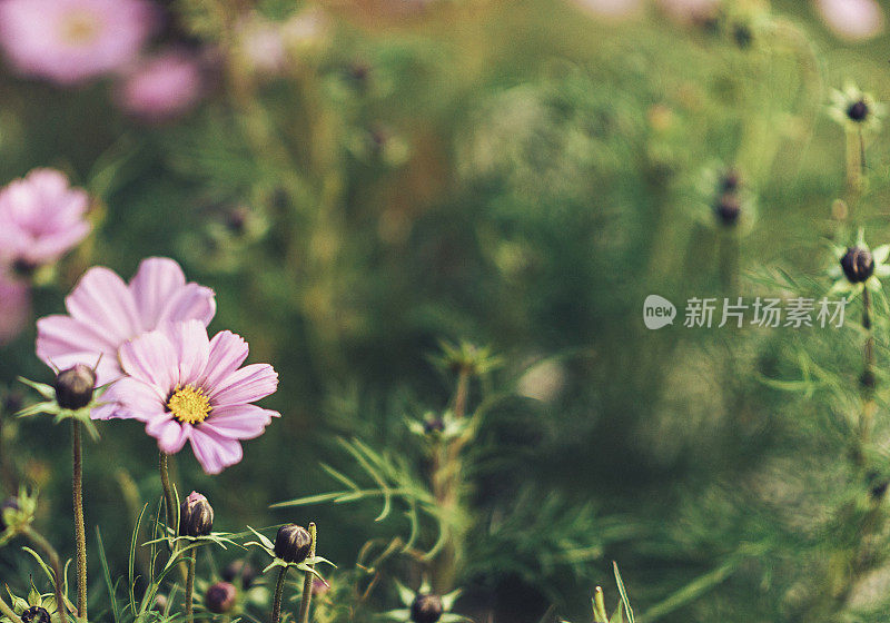 秋天的自然形象的粉红色宇宙花盛开