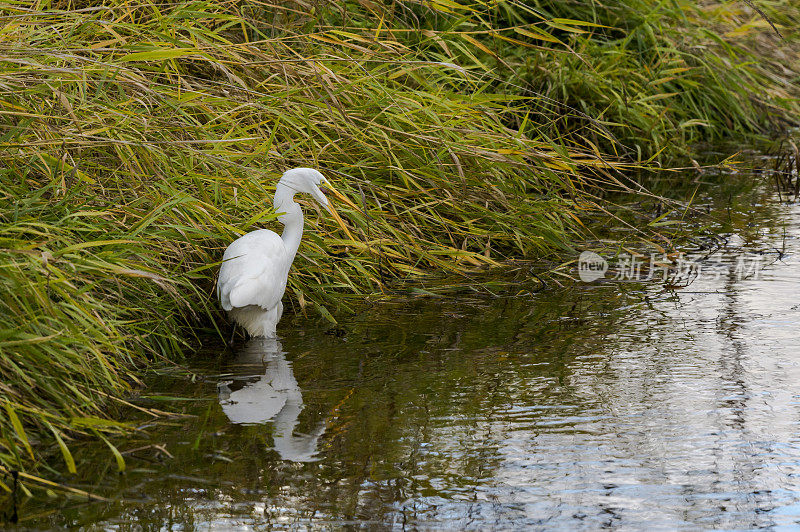 站在华盛顿湿地水中的白鹭一家