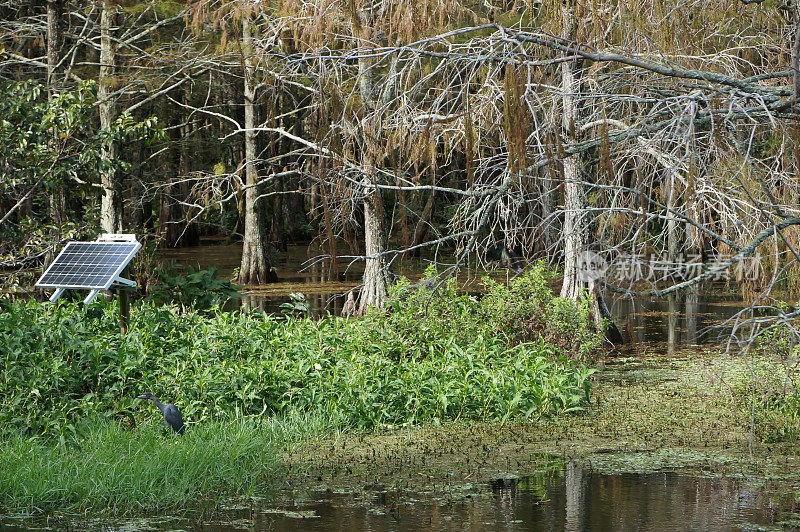 沼泽里的小蓝鹭