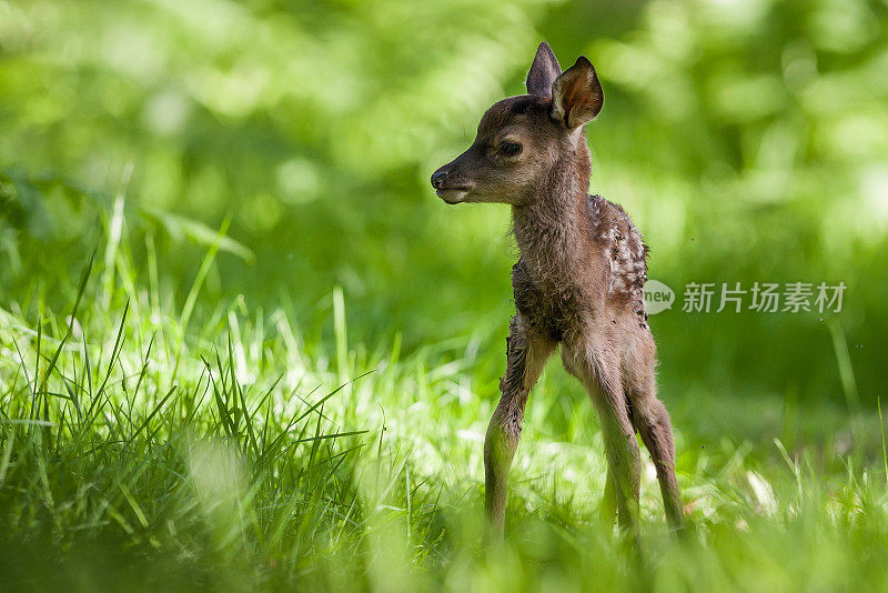 马鹿(鹿)