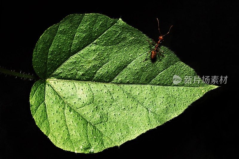 蚂蚁靠近绿叶(黑色背景)