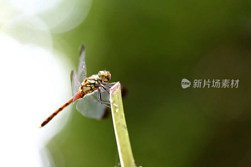 红色的蜻蜓