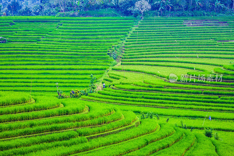 巴厘岛宝格丽度假村