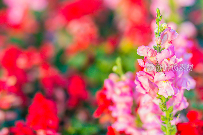 金鱼草花坛上粉红色和红色的杂交花。金鱼草，也被称为金鱼草，是一个古老的花园宠儿，在最佳凉爽的夏季生长条件。