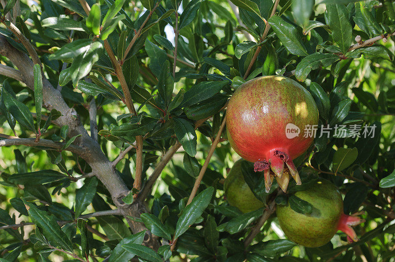 石榴在树上成熟的特写