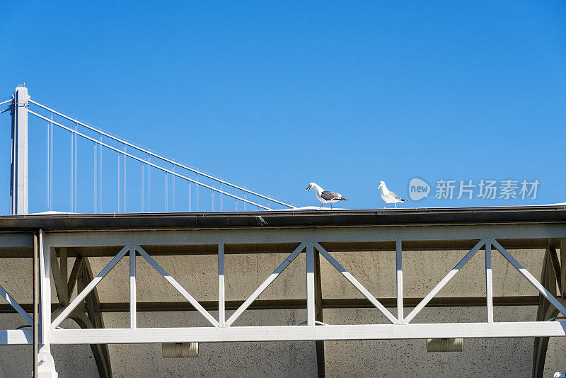 屋顶上的海鸥