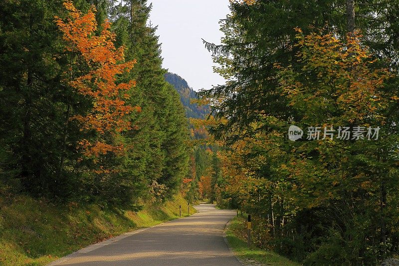 乡间小路，松树高山景观秋天-巴伐利亚阿尔卑斯，德国