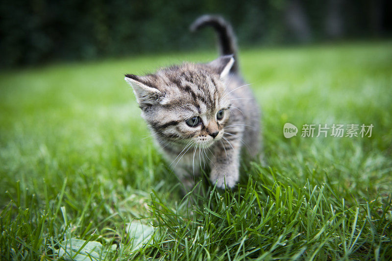 好奇的小猫在草地上玩耍