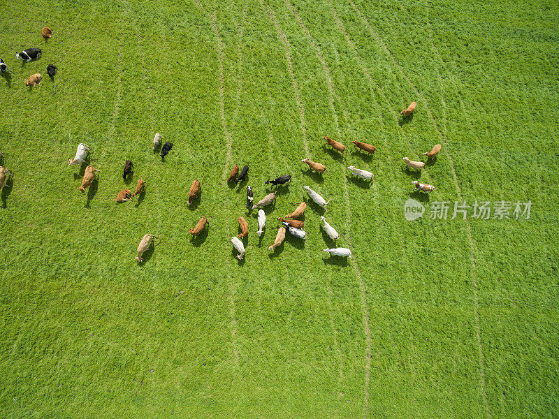 鸟瞰图牛群在一个绿色的牧场在夏天