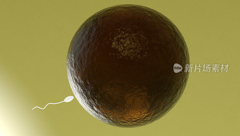 精子和卵细胞显微镜观察