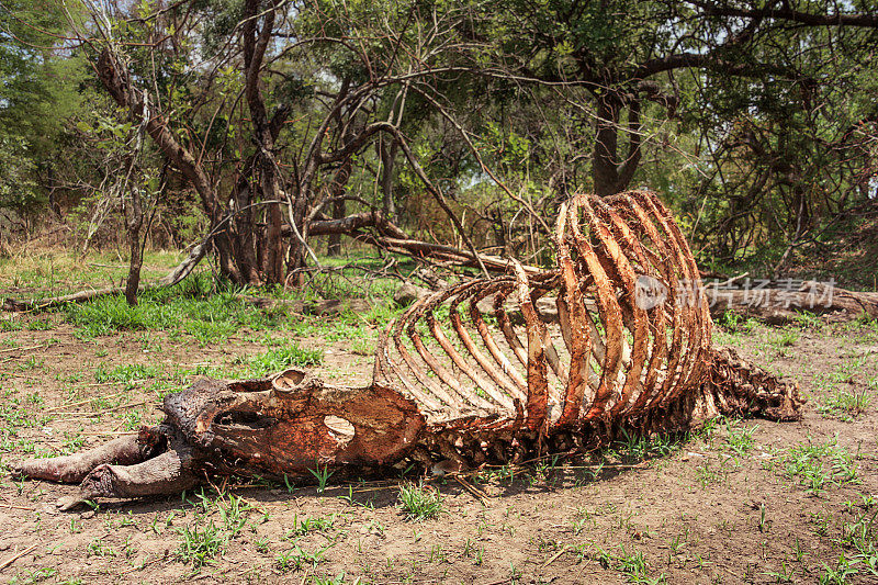 河马的骨架躺在灌木丛里