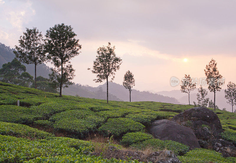 印度南部喀拉拉邦的茶园