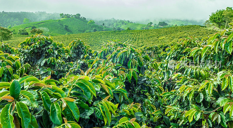 哥伦比亚杰里科的咖啡种植园