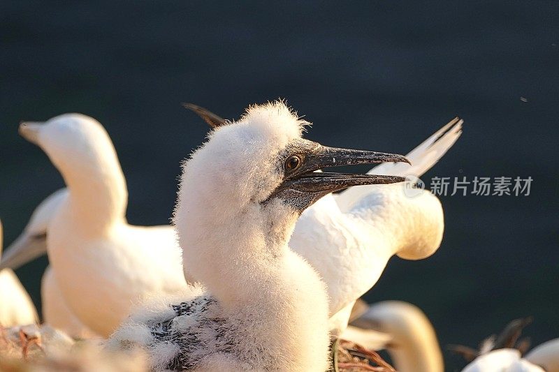 黑戈兰岛的北方塘鹅