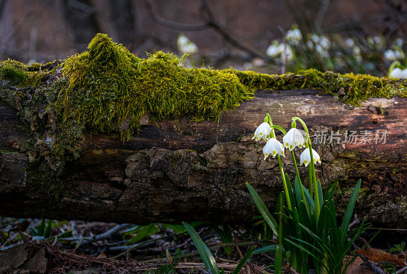 森林里盛开的春天的雪花