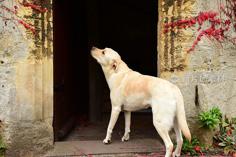 英国的拉布拉多寻回犬