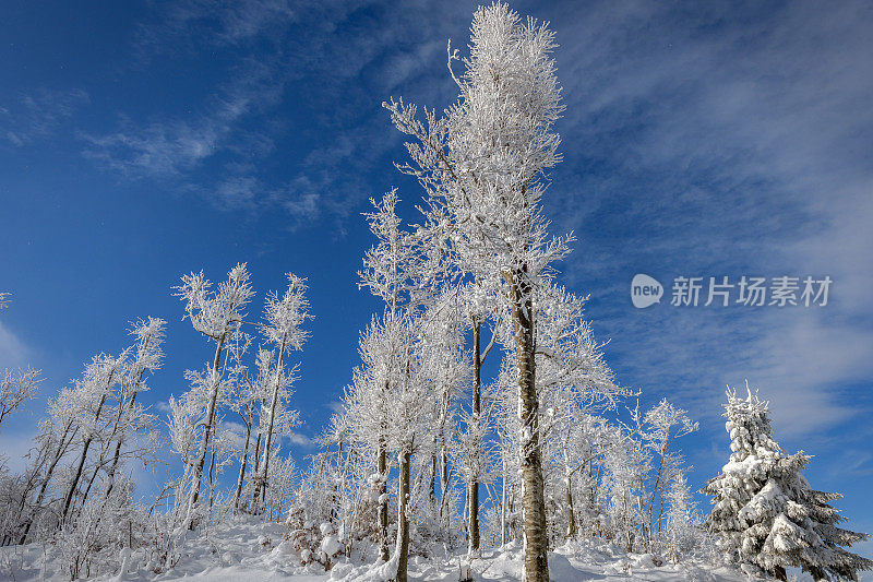 美丽的霜冻森林和阿尔卑斯山在冬天，斯洛文尼亚，欧洲