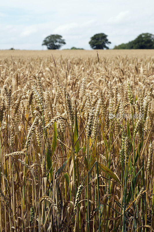 英国8月份小麦收成