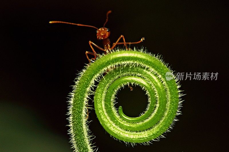 蚂蚁在螺旋毛的西葫芦手。