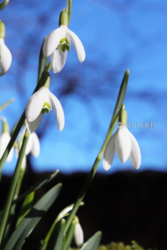 雪花莲在树林里