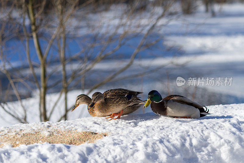 冬天，阳光明媚的天气里，几只野鸭和一只公鸭坐在白雪上