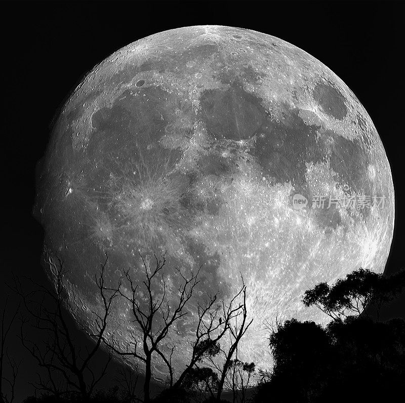 月亮光秃秃的树枝，小鸟。在山区,澳大利亚