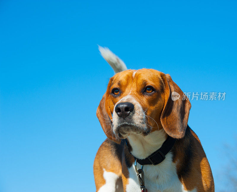 小比格犬在探索