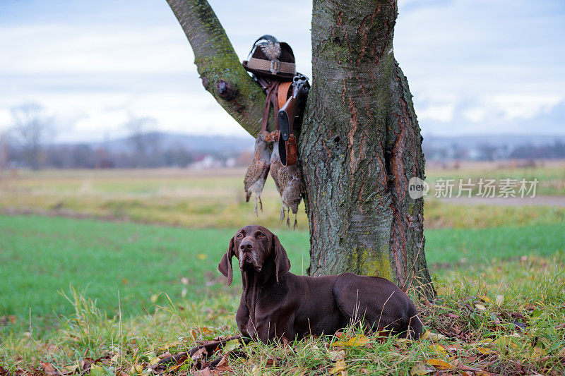 一只年幼的纯种狗躺在树旁的草坪上。树枝上挂着一件武器，帽子上插着一根羽毛，花边上挂着一只小羚羊。一个狩猎的场景。