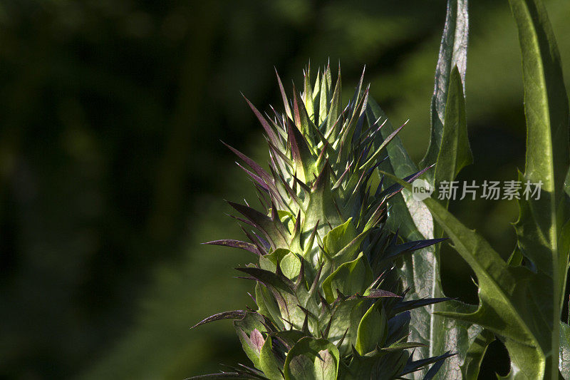 大而独特的花朵