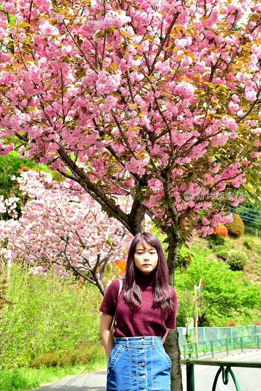 年轻的日本女人走在樱花下