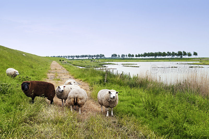 荷兰泽兰耶尔塞克的羊自然保护区