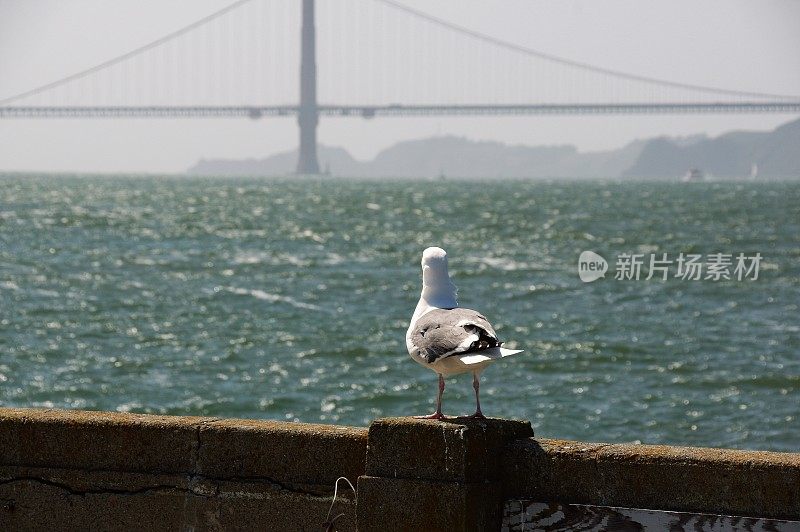 海鸟在行动