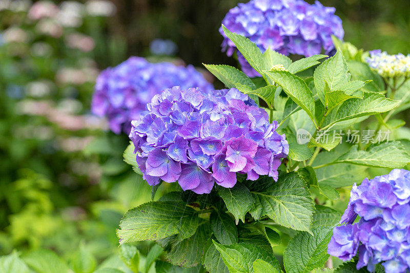 蓝色绣球花花