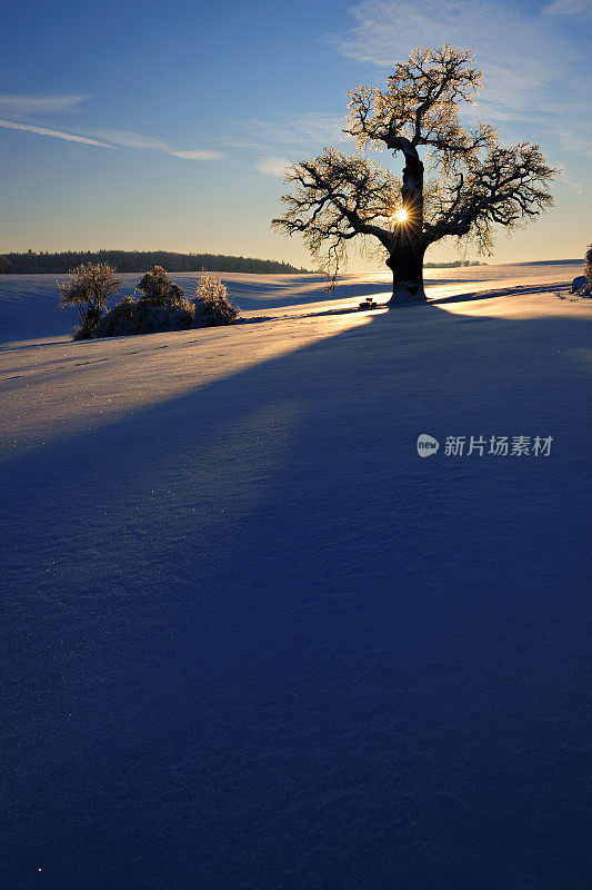 橡树在雪覆盖的冬季景观在日落