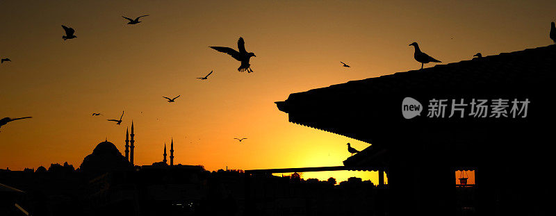 伊斯坦布尔海鸥的剪影