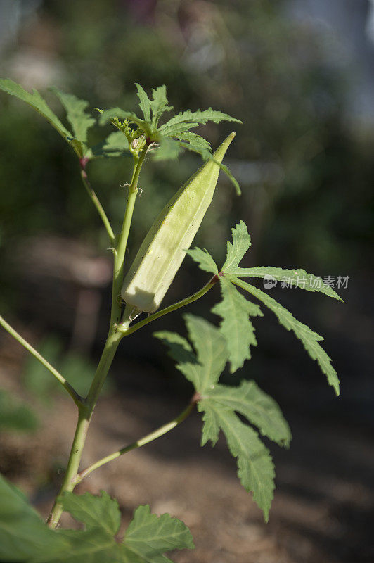 花园里的秋葵