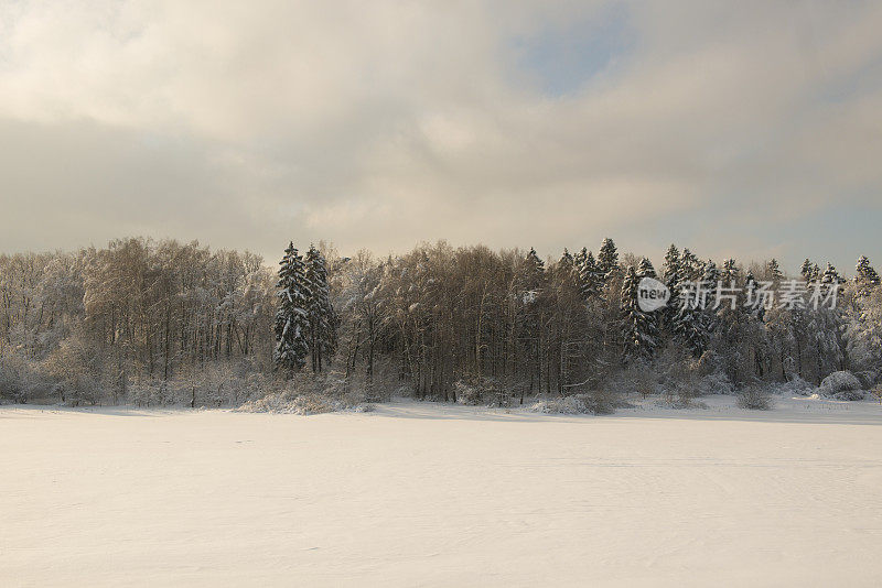 冬天雪森林。圣诞和新年。