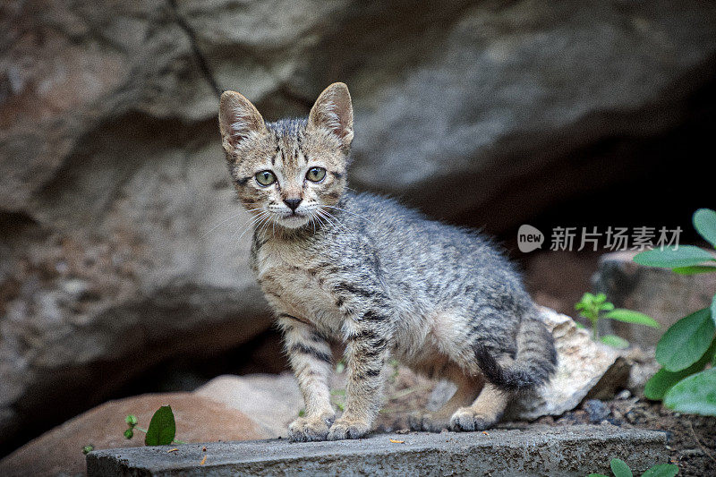 老挝的野猫