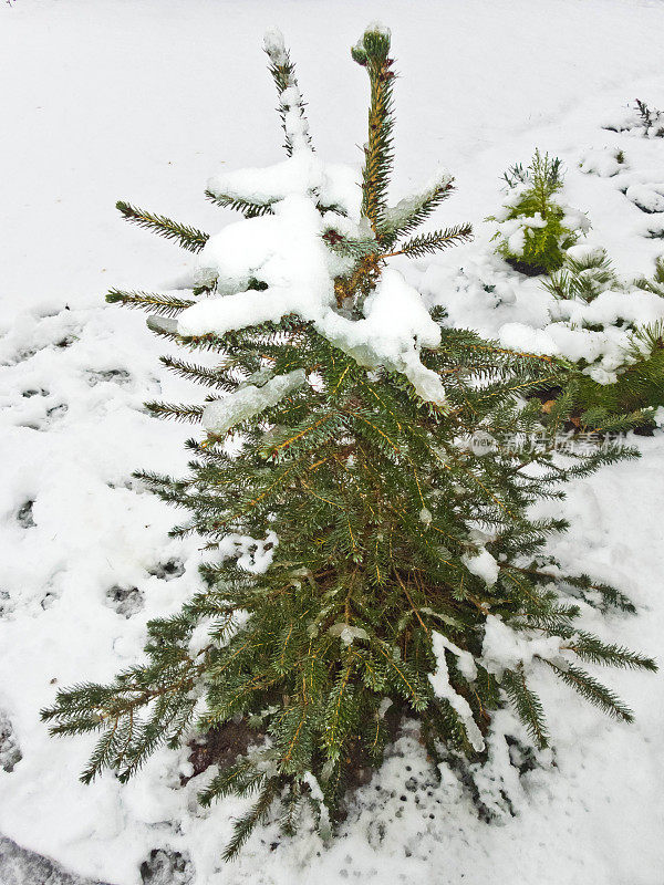 雪下的郊区住宅