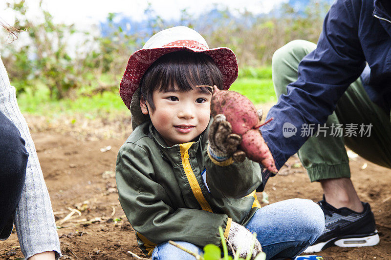 孩子们在和父母一起挖菜