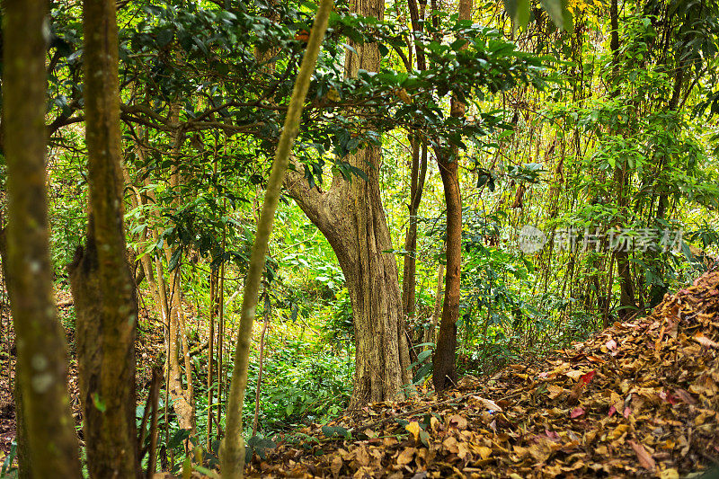 泰国北部热带雨林树种
