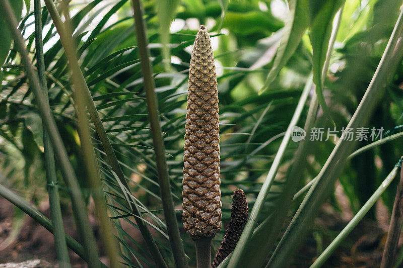 带孢子的花蕨公鸡