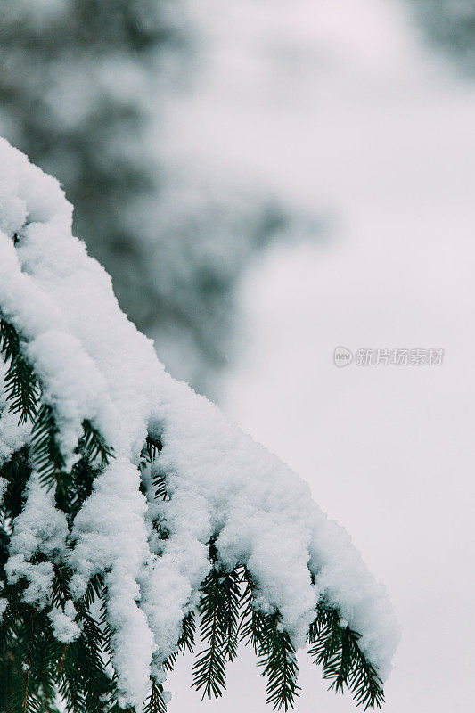 神奇的雪覆盖了树木。美丽的冬天的风景