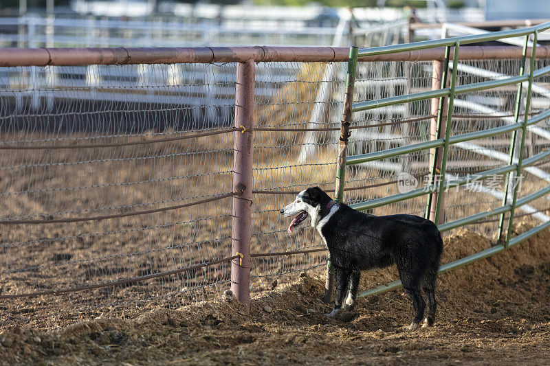 由于它不能参加在牛仔竞技场上进行的活动，孤独的狗透过栅栏看，这一活动在图像中是不可见的。